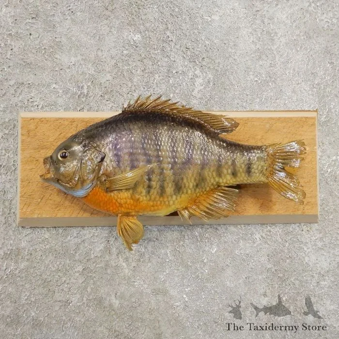 10″ Bluegill Taxidermy Fish Mount For Sale