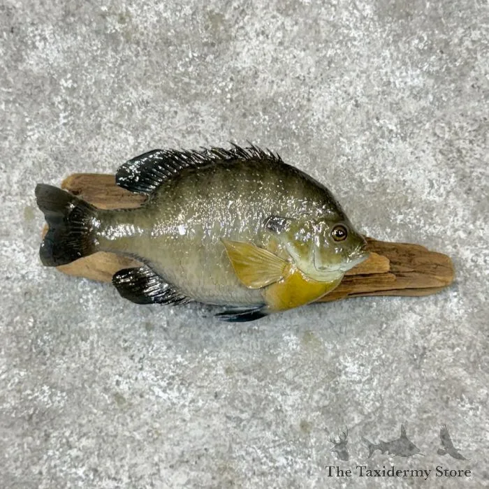 10″ Bluegill Taxidermy Fish Mount For Sale