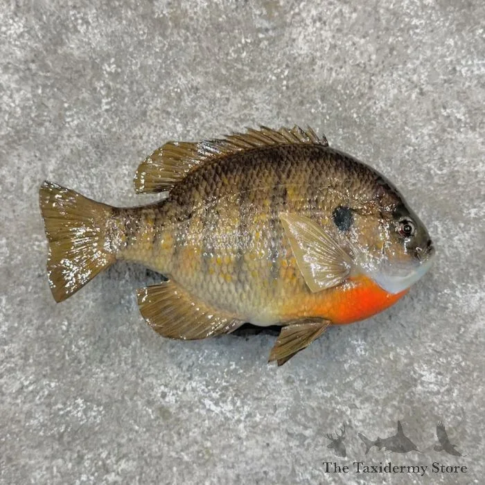 10″ Bluegill Taxidermy Fish Mount For Sale