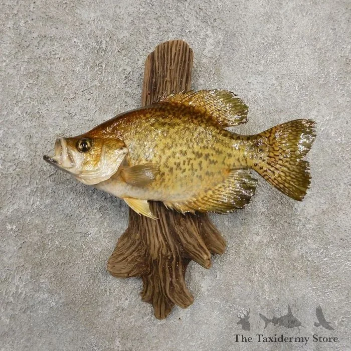 11″ Black Crappie Taxidermy Fish Mount For Sale