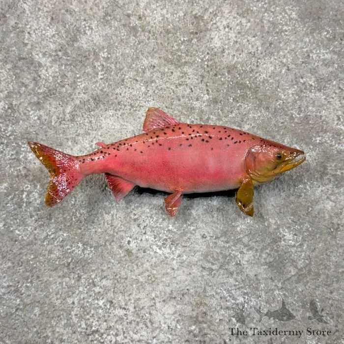 11″ Spawning Phase King (Chinook) Salmon Fish Mount For Sale