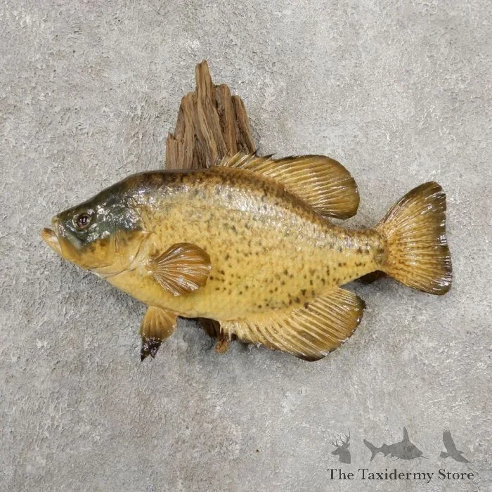 13.5″ Black Crappie Taxidermy Fish Mount For Sale