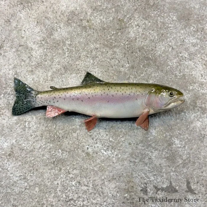 13.5″ Cutthroat Trout Taxidermy Fish Mount For Sale