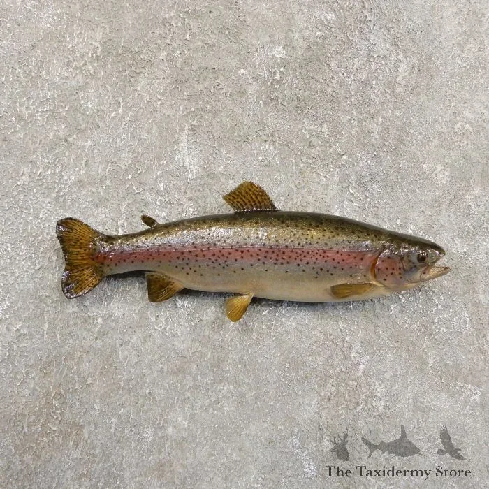 13.5″ Rainbow Trout Taxidermy Fish Mount For Sale