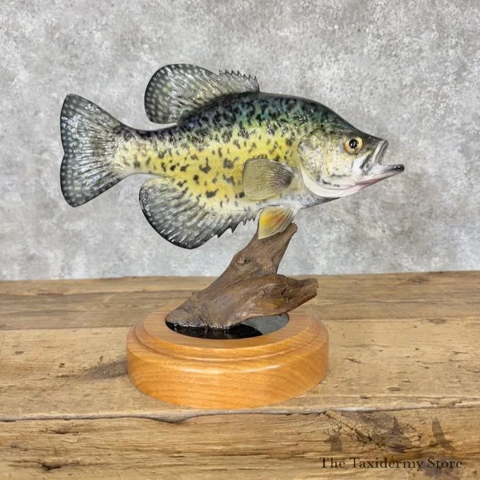 13.5″ White Crappie Taxidermy Fish Mount For Sale