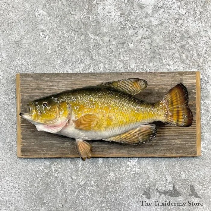 14″ White Crappie Taxidermy Fish Mount For Sale