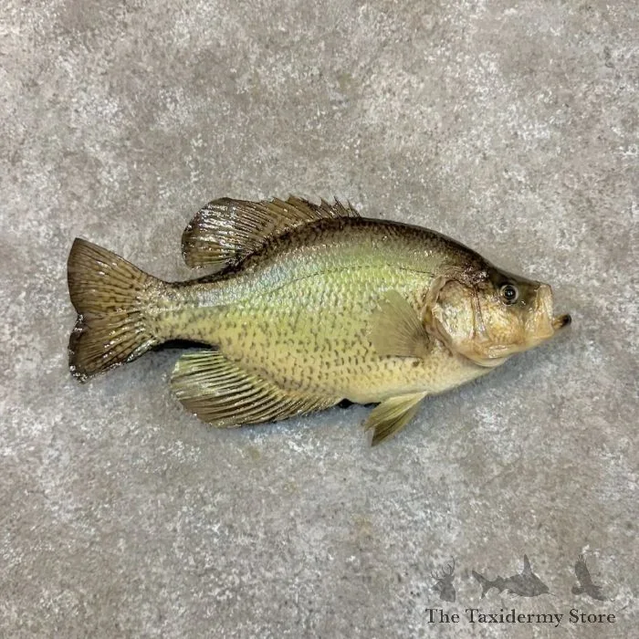 14″ White Crappie Taxidermy Fish Mount For Sale