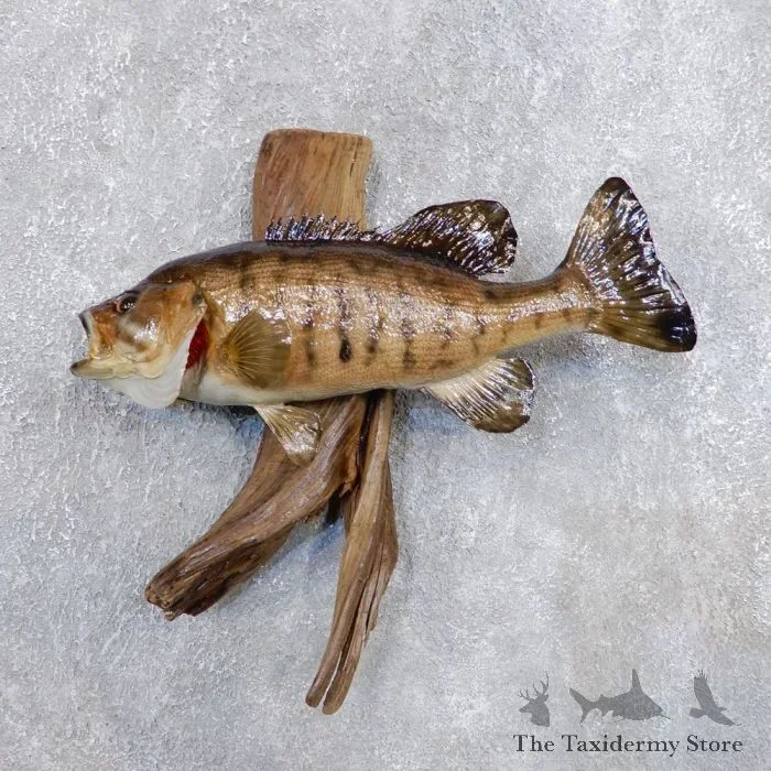 16.5″ Smallmouth Bass Taxidermy Fish Mount For Sale