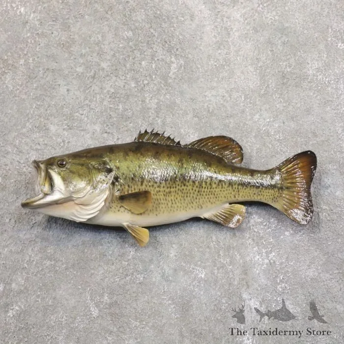 17.25″ Largemouth Bass Taxidermy Fish Mount For Sale