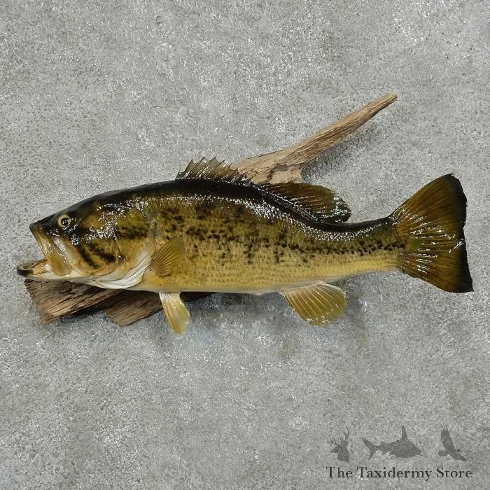 17.5″ Largemouth Bass Taxidermy Fish Mount For Sale