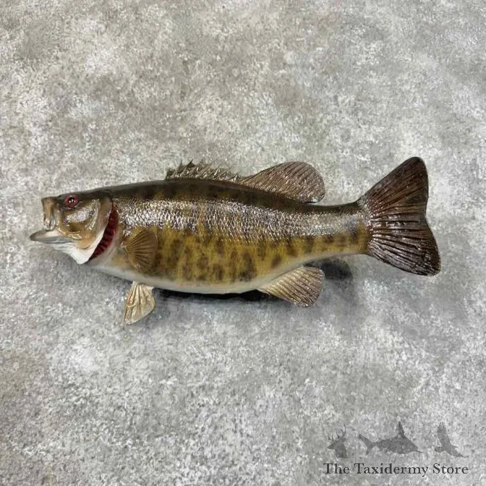 17.5″ Smallmouth Bass Taxidermy Fish Mount For Sale