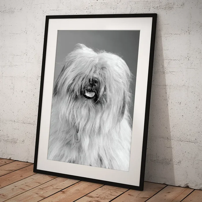 1960s Portrait Of Old English Sheepdog Art Print