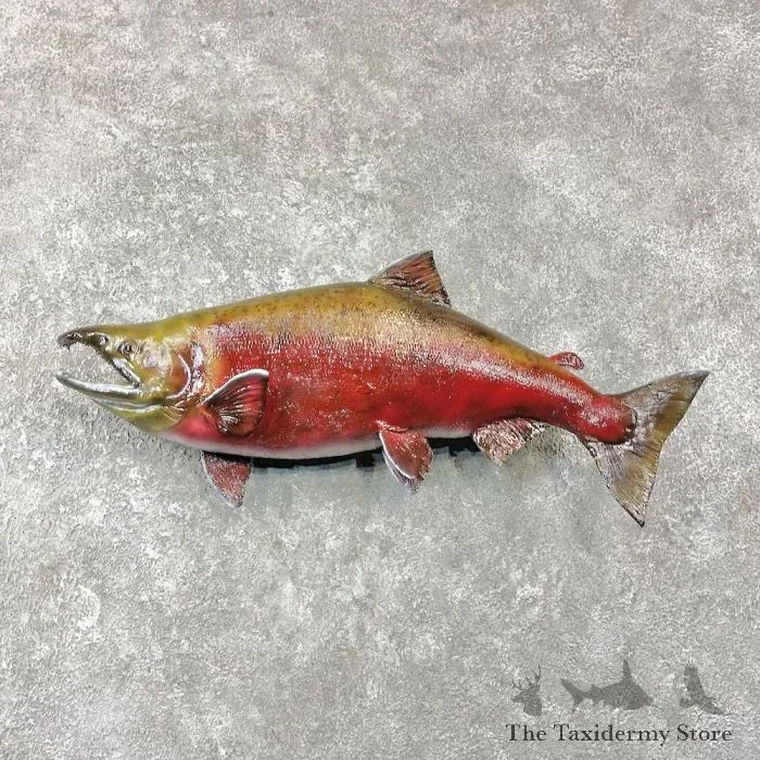 30″ Spawning Phase Coho Salmon Taxidermy Fish Mount For Sale
