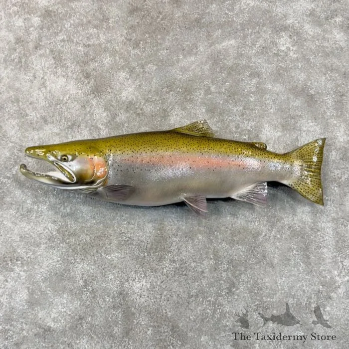 32″ Steelhead Taxidermy Fish Mount For Sale