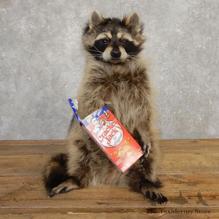 “Cracker Jack” Raccoon Taxidermy Mount For Sale