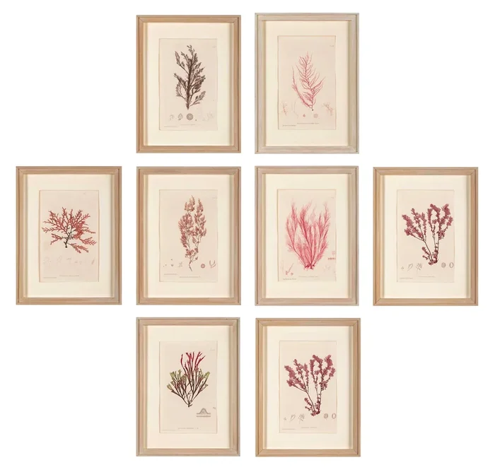 “Nature” 8 Prints of Sea Flora by Henry Bradbury – Priced Individually
