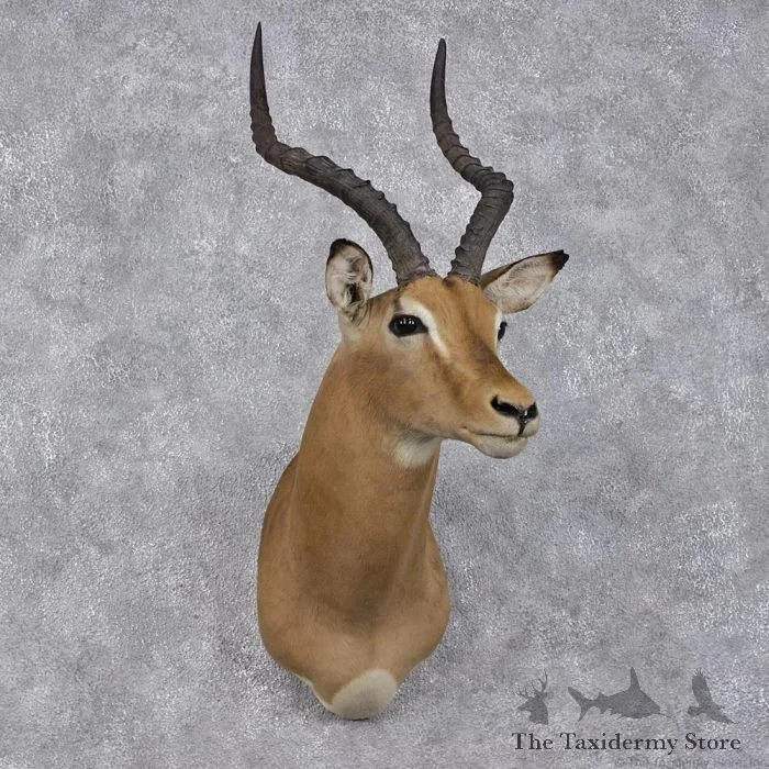African Impala Shoulder
