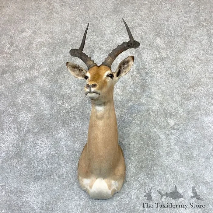 African Impala Shoulder Taxidermy Mount For Sale