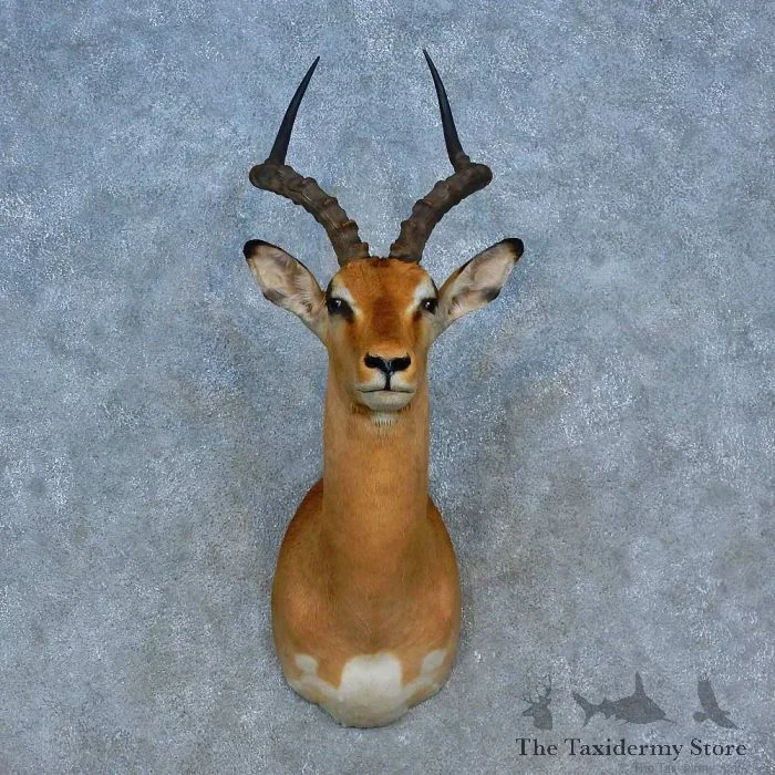 African Impala Taxidermy Shoulder Mount For Sale