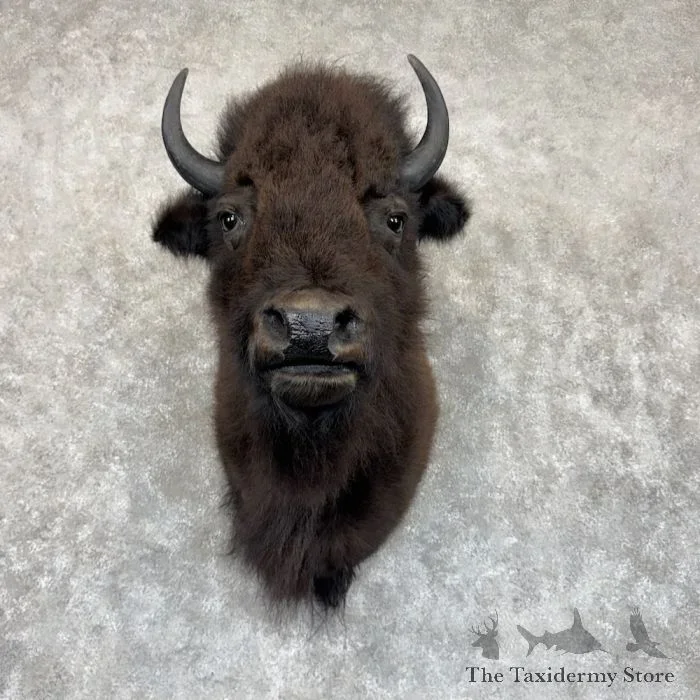American Buffalo Taxidermy Shoulder Mount For Sale