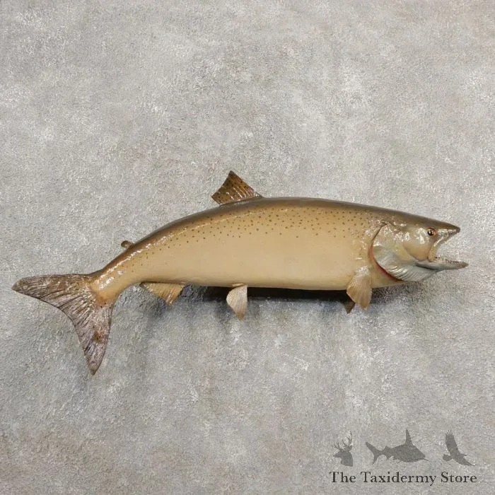 Atlantic Salmon Fish Mount For Sale