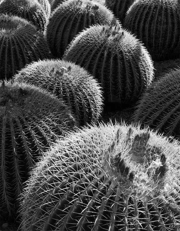 Barrel Cactus