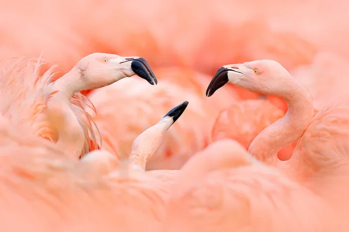 Birds