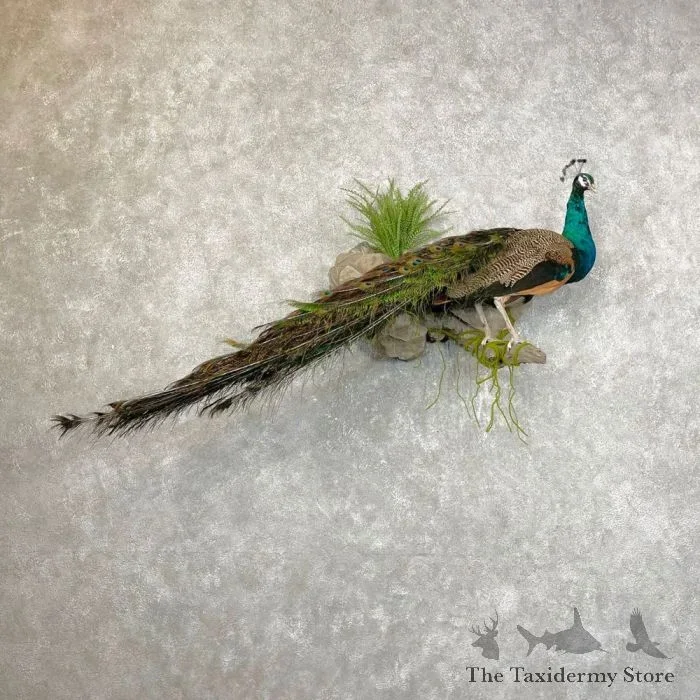 Blue Indian Peacock Taxidermy Bird Mount For Sale