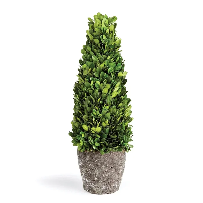Boxwood Cone Topiary Drop-In 16″