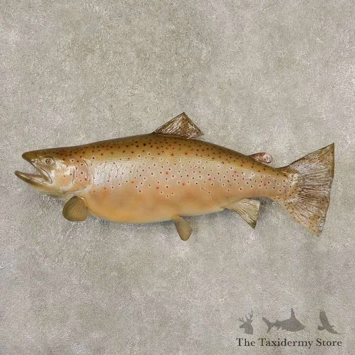 Brown Trout Taxidermy Fish Mount For Sale