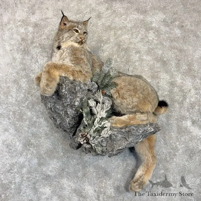 Canadian Lynx Life Size Taxidermy Mount For Sale