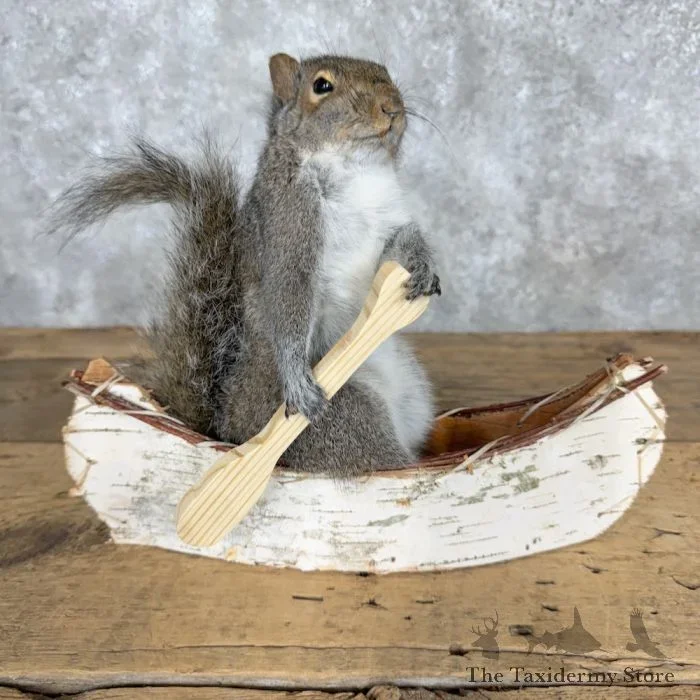 Canoe Squirrel Novelty Taxidermy Mount For Sale