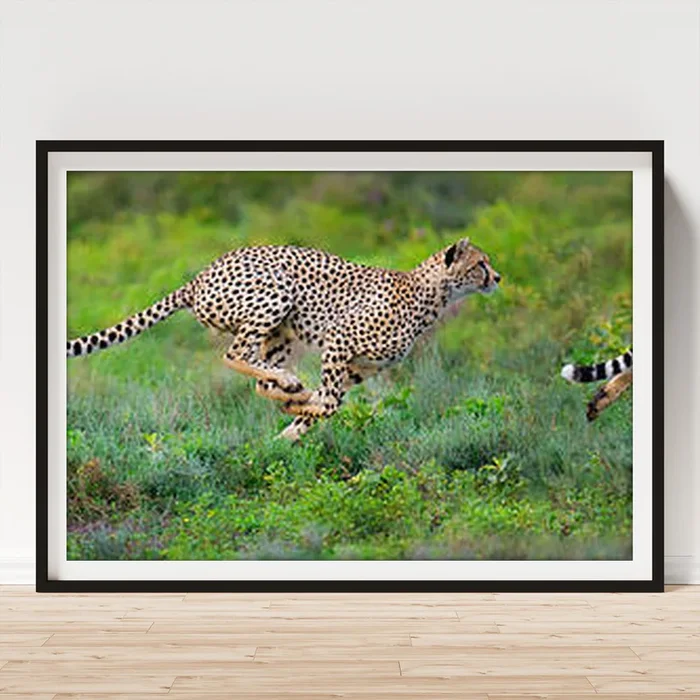 Cheetahs Acinonyx Jubatus Hunting Art Print