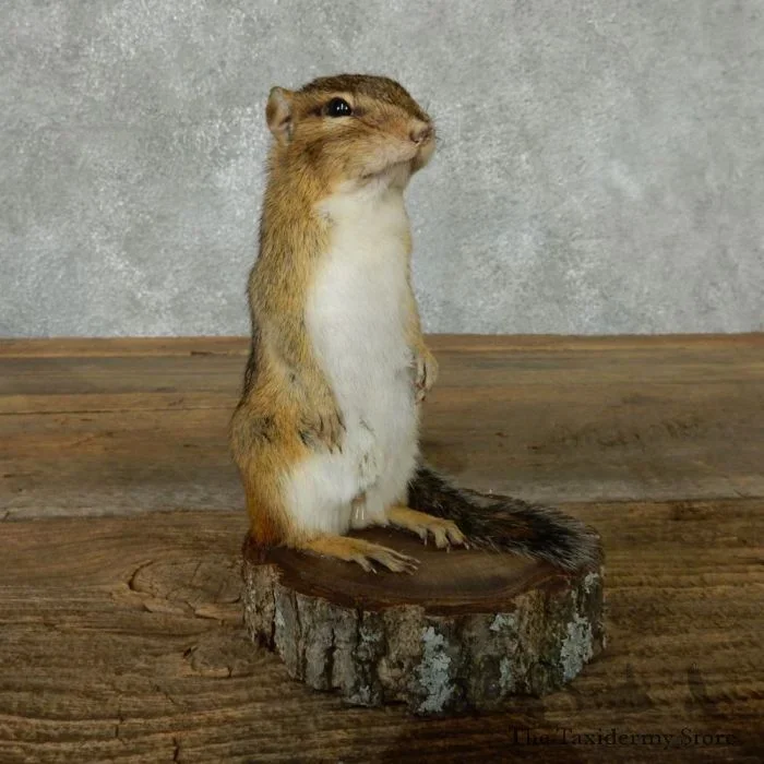 Chipmunk Taxidermy Mount For Sale