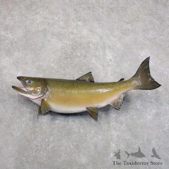 Coho Salmon Taxidermy Fish Mount For Sale