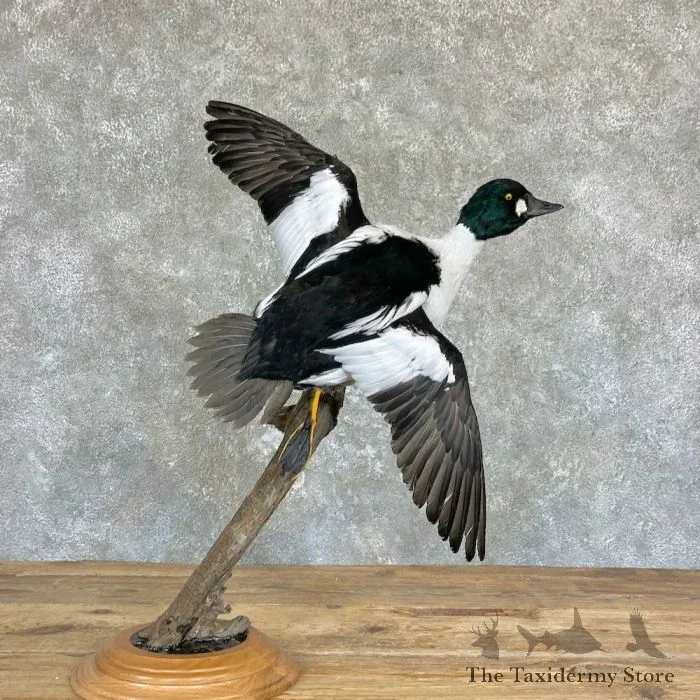 Common Goldeneye Taxidermy Mount For Sale