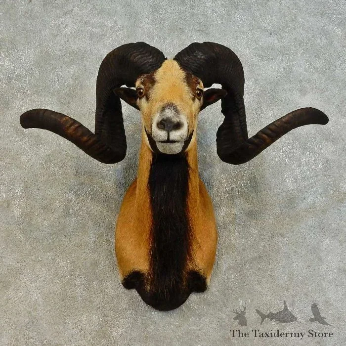 Corsican Ram Taxidermy Shoulder Mount For Sale
