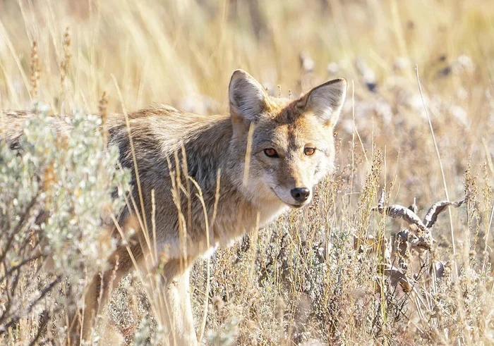 Coyote