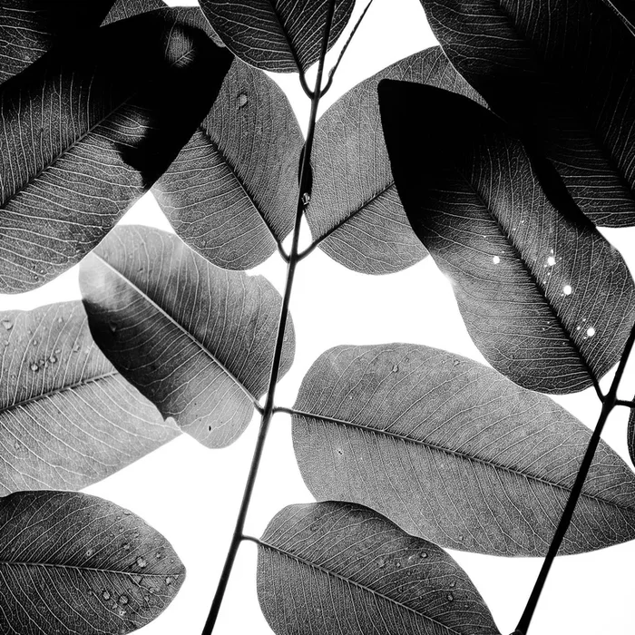 Experiments with Leaves
