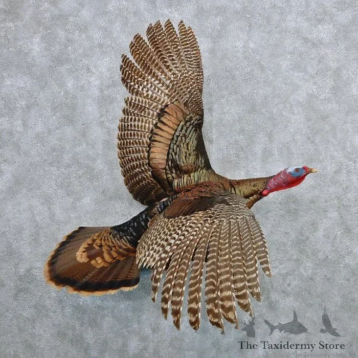 Flying Eastern Wild Turkey