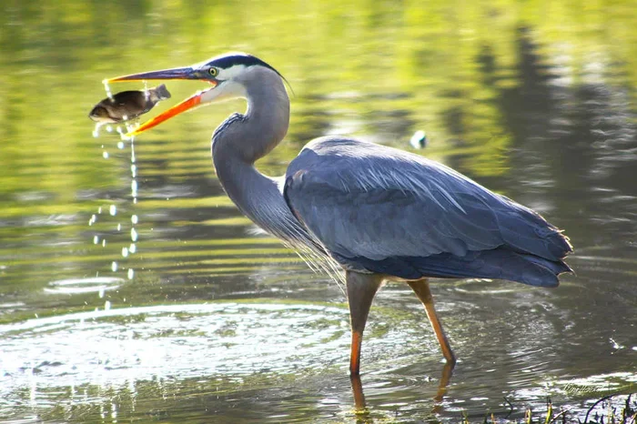 Great Blue Heron Catching Fish