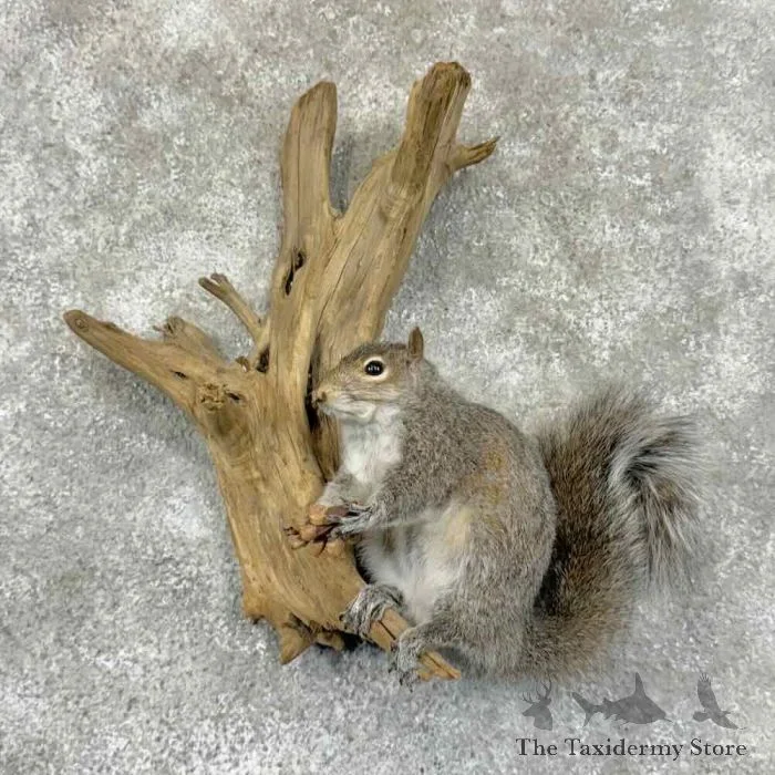Grey Squirrel Life-Size Taxidermy Mount For Sale