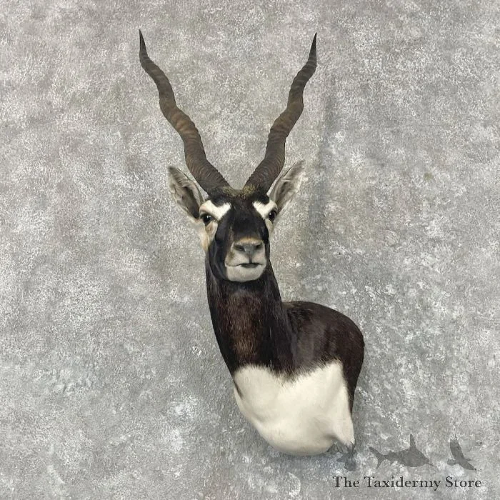 India Blackbuck Taxidermy Wall Pedestal Mount For Sale