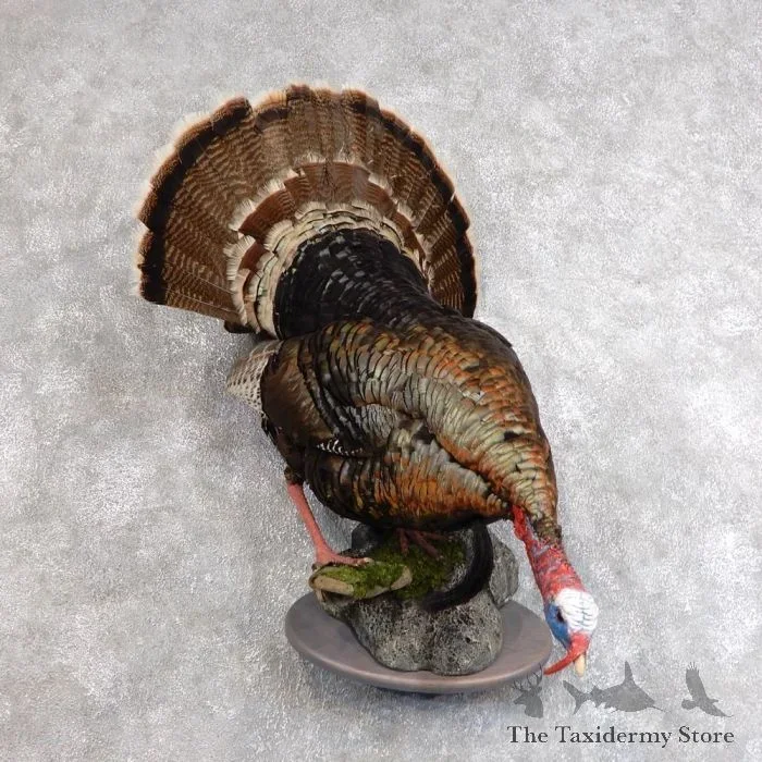 Merriam’s Turkey Taxidermy Bird Mount For Sale
