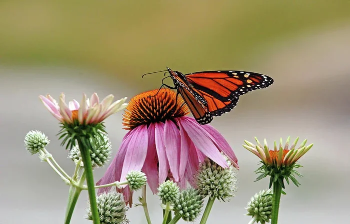 Monarch On Coneflower