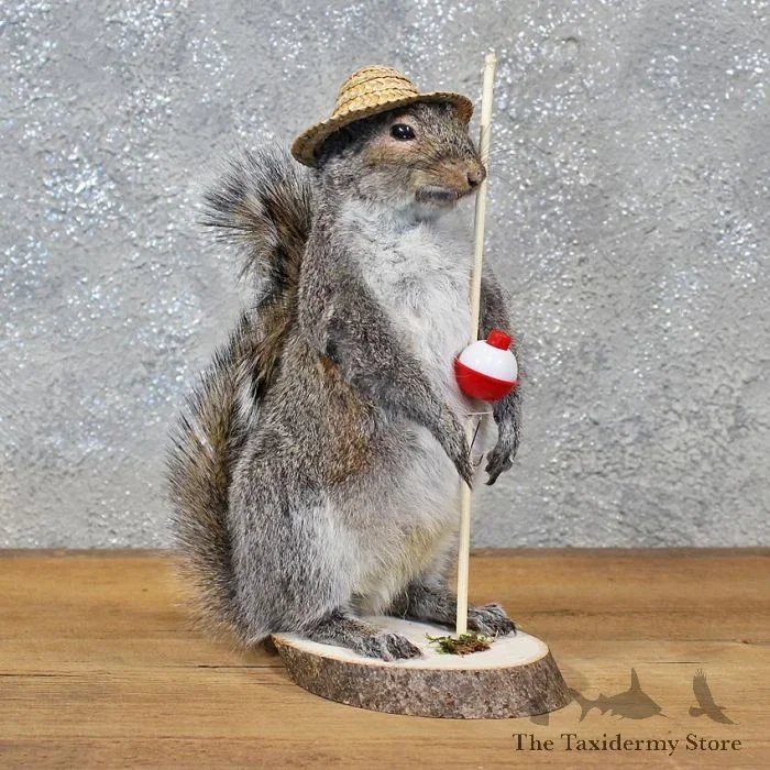 Novelty Gray Squirrel Taxidermy Mount For Sale