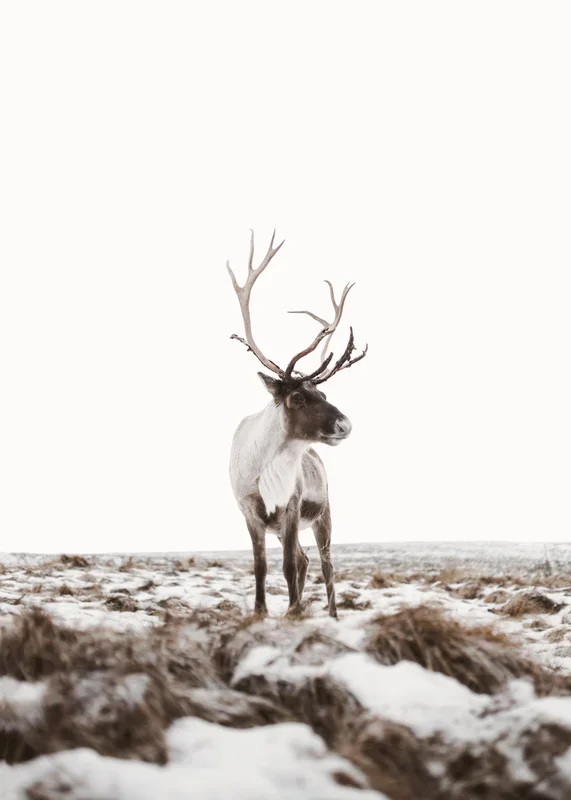 Reindeer Print