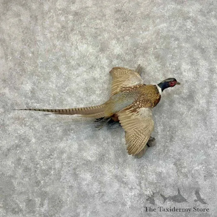 Ringneck Pheasant Taxidermy Bird Mount For Sale