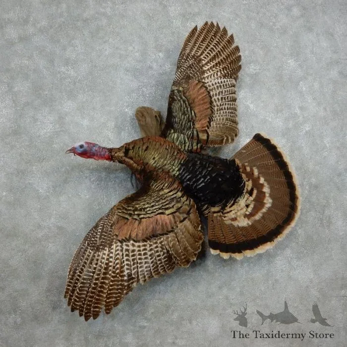 Rio Grande Turkey Taxidermy Bird Mount For Sale