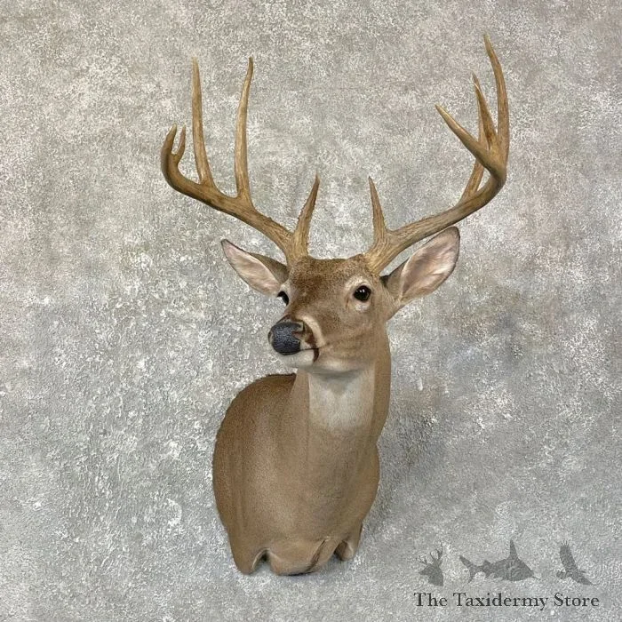 Texas Whitetail Deer Taxidermy Shoulder Mount For Sale
